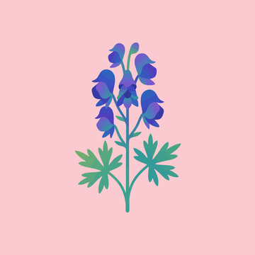 A stylized blue monkshood flower illustration on a soft pink background