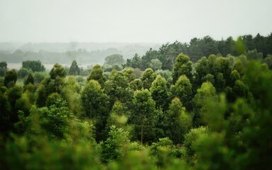 Obraz premium Dense green forest canopy under an overcast sky with soft focus
