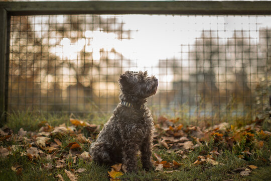 Gray schnauzer dog sitting by a wire fence backlit by warm sunset light