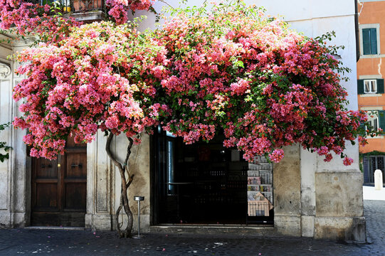 beautiful pink blooming Rosenka Bougainvillea bush and tree in front of stone store entrance door. gift, magazine and book store and cafe in Rome. Mediterranean mood. travel and tourism concept