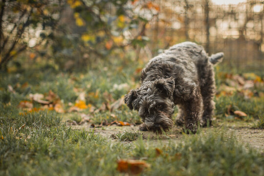 Small gray dog sniffing and digging in the grass among fallen leaves