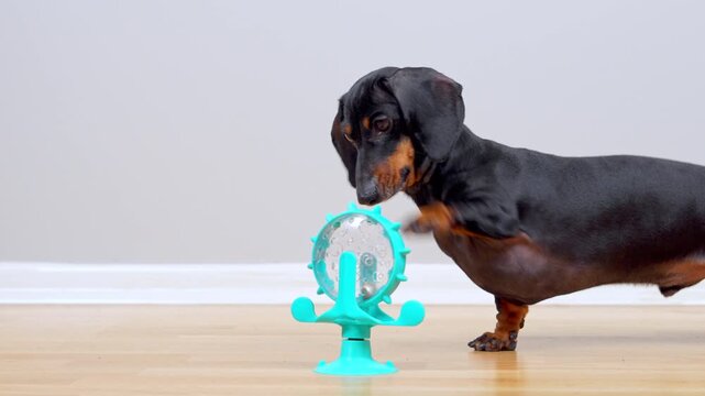 A black and tan dachshund dog reaches out a paw to rotate a turquoise spinning wheel treat dispenser on a wooden floor at home, a mentally rewarding activity for canine boredom relief.