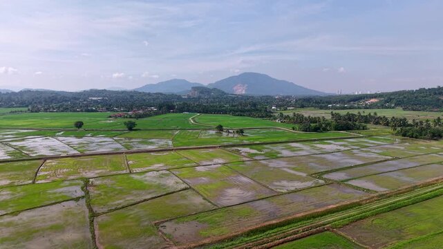 Green paddies reflect sky's soft blue light. Fertile fields stretch wide under distant