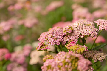Pink yarrow flowers blooming in a garden with soft background blur and selective focus. © Nicola