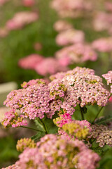 Pink yarrow flowers blooming in a garden with soft background blur and selective focus. © Nicola