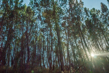 Sunlight shining through pine trees in a forest, Serra da Estrela, Portugal © Elsworth Frobisher