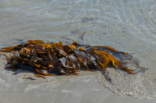 Various types of seaweed washed up on the beach at Ballywalter Co. Down