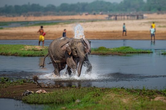 The Asian elephant, also known as the Asiatic elephant, is the only living species in the genus Elephas. It is the largest living land animal in Asia and the second largest living in the world.