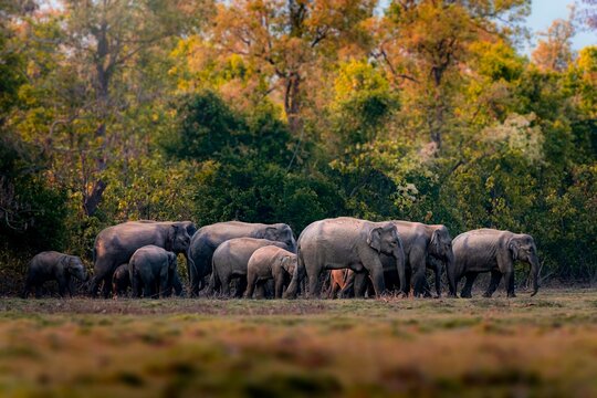 The Asian elephant, also known as the Asiatic elephant, is the only living species in the genus Elephas. It is the largest living land animal in Asia and the second largest living in the world.