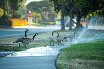 Canada geese walk near a sprinkler on a sidewalk during a sunny day © Tom Harwood