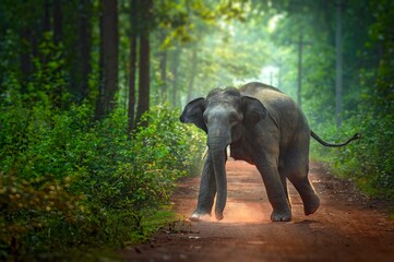 Obraz premium The Asian elephant, also known as the Asiatic elephant, is the only living species in the genus Elephas. It is the largest living land animal in Asia and the second largest living in the world.