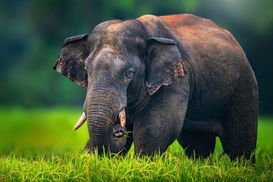 The Asian elephant, also known as the Asiatic elephant, is the only living species in the genus Elephas. It is the largest living land animal in Asia and the second largest living in the world.