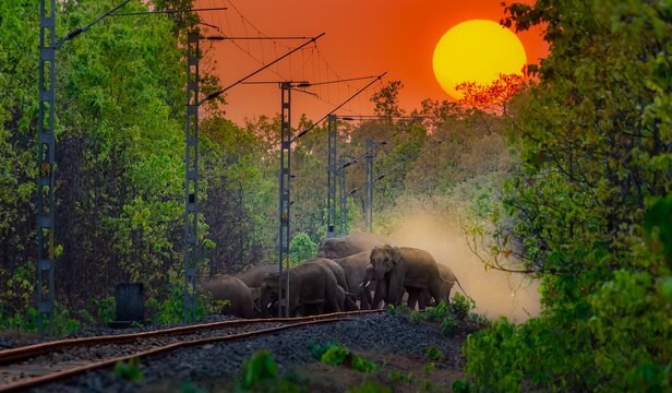 The Asian elephant, also known as the Asiatic elephant, is the only living species in the genus Elephas. It is the largest living land animal in Asia and the second largest living in the world.