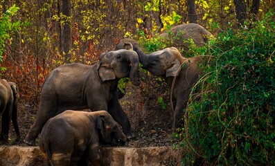 Fototapeta premium The Asian elephant, also known as the Asiatic elephant, is the only living species in the genus Elephas. It is the largest living land animal in Asia and the second largest living in the world.