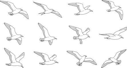 Fototapeta premium Flying Seagull Outline Vector Set with Seabirds in Multiple Flight Pose Illustrations