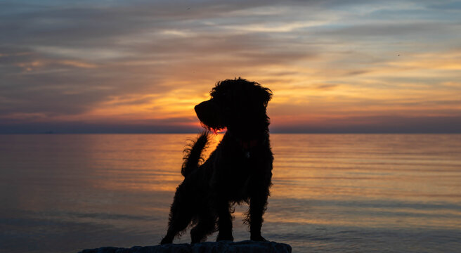 Cute black dog in the sunset at the beach