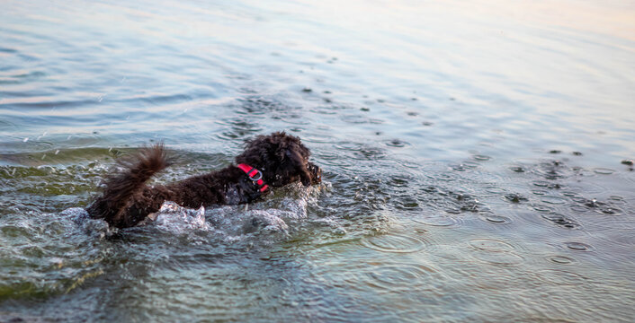 Cute black dog in the sunset at the beach