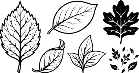 Fototapeta premium Collection of various botanical leaf illustrations and foliage elements transparent background