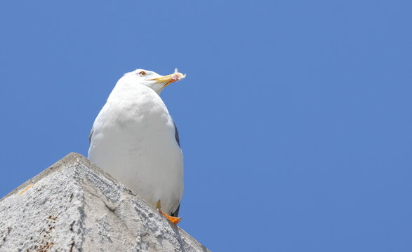 Yellow-legged gull, Larus michahellis, birds of Montenegro