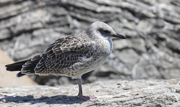 Yellow-legged gull, Larus michahellis juvenile, birds of Montenegro