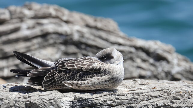Yellow-legged gull, Larus michahellis juvenile, birds of Montenegro