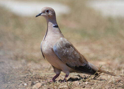 Eurasian Collared Dove, (Streptopelia decaocto), birds of Montenegro