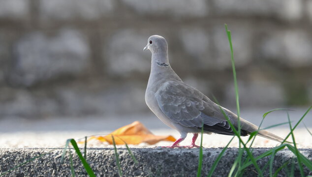 Eurasian Collared Dove, (Streptopelia decaocto), birds of Montenegro