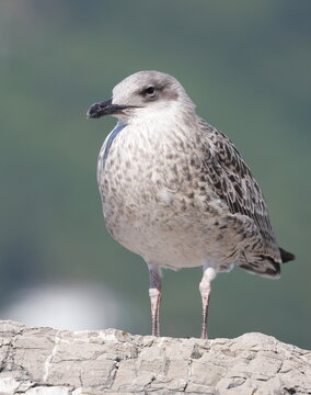 Yellow-legged gull, Larus michahellis juvenile, birds of Montenegro