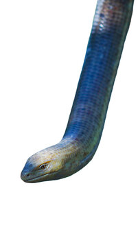 Detailed view of a European legless lizard against a plain background.