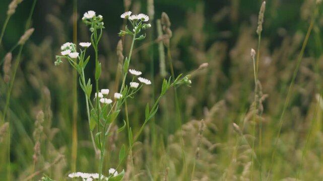 Close-up of Grass with Forest Background