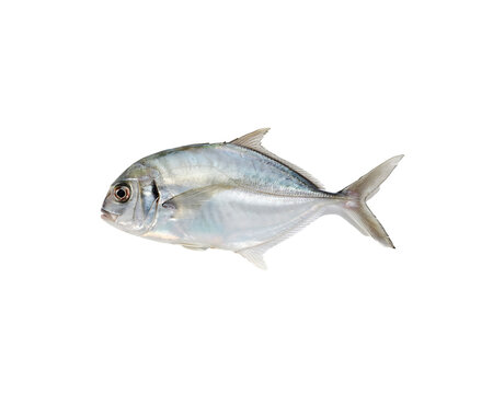 Morphological analysis of a compressed silver fish featuring a deep oval body and distinct fin structures, isolated on a black background for comparative biological research
