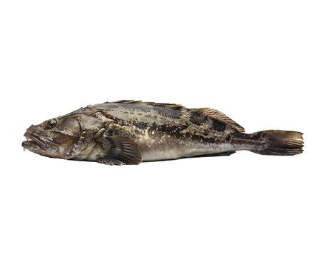 study in natural camouflage featuring a mottled brown fish with complex skin textures and an imposing profile, symbolizing the hidden depths of the aquatic world