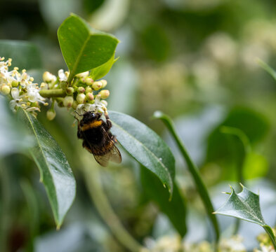 Hummel auf Stechpalmenbl&uuml;ten &ndash; Best&auml;ubung an bl&uuml;hender Ilexpflanze im Fr&uuml;hling