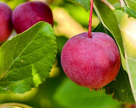 Detailed macro shot of a single ripe red paradise apple hanging on a branch surrounded by green leaves. Focus on the beautiful textured skin of the wild fruit in natural autumn light.
