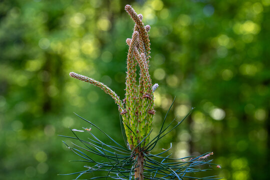 Bl&uuml;hender Kiefernaustrieb im Fr&uuml;hling &ndash; M&auml;nnliche Bl&uuml;ten einer Waldkiefer als Makro