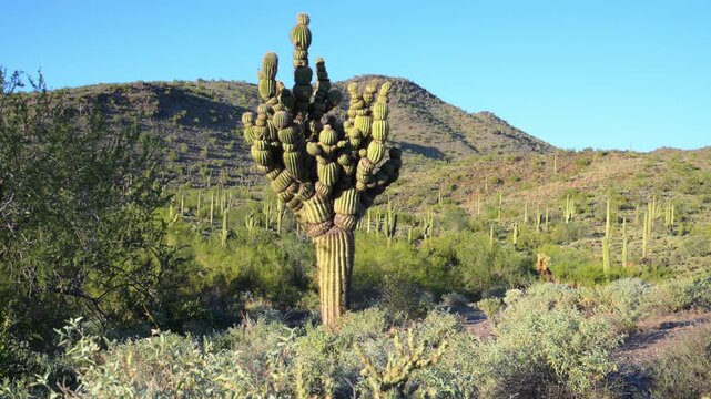 Arizona, USA: A deformed giant saguaro cactus (Carnegiea gigantea) resembling the "Michelin Man", growing in Cave Creek, Arizona