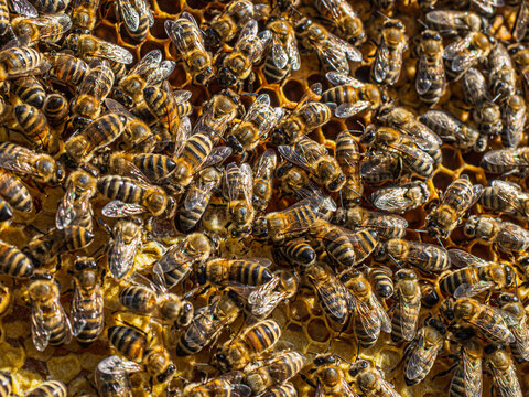 Extreme close-up of honey bees covering a honeycomb, showing colony activity, wax structure and pollination in a healthy beehive.