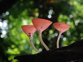 red and yellow mushroom © Amonrat