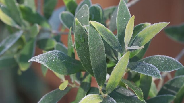 Close up of the Butterfly Bush Budlea leaves.