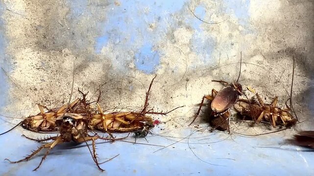 Close-up slow-motion video of American cockroaches crawling and dying inside a house, showing a dirty pest infestation problem with insects moving on a blue plastic dustpan background.