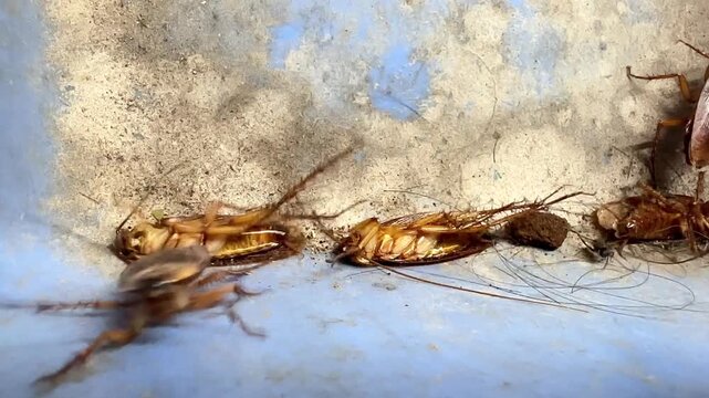 Close-up slow-motion video of American cockroaches crawling and dying inside a house, showing a dirty pest infestation problem with insects moving on a blue plastic dustpan background.