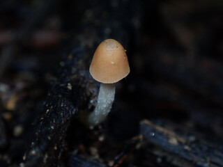 mushrooms on a tree © Amonrat