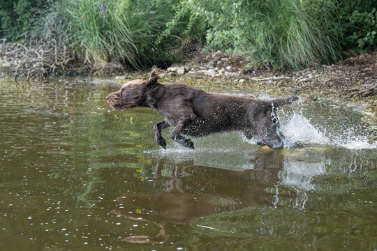 Pudelpointer rennt in See