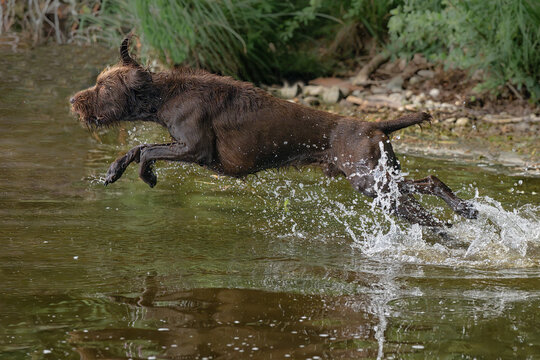 Pudelpointer rennt in See