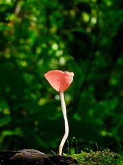 mushroom in the forest © Amonrat