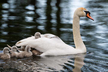 Schwan mit Küken © motivjaegerin1