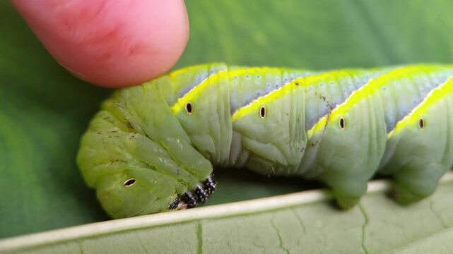 A man touch death's-head Hawkmoth caterpillar insect on the green taro leaves. Macro shot.