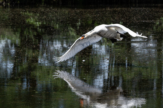 Fliegender Schwan