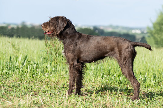 Pudelpointer