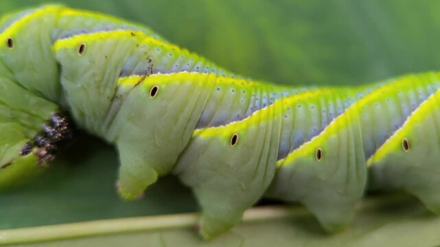 Macro of acherontia lachesis caterpillar insect on green taro leaves. Commonly known as the Greater Death's-head Hawkmoth caterpillar insect.